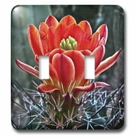 3Droza ukrasna šarena bašta botanički klasični postrojenje SW jugozapadni pustinjski kaktus crveni cvijet