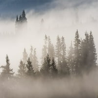 Magla prožima šumu na području divljih životinja Jewell Meadows; Jewell, Oregon, Sjedinjene Američke