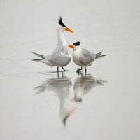 Royal Terns na udvaranje-južnoj Padre Island-Texas Poster Print - Adam Jones