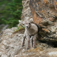 Bighorn ovčja janje od Ken Archer