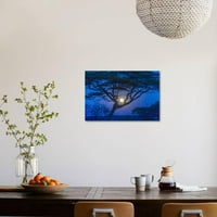 Afrika, Tanzanija, Bagremovo drvo i mjesec, botanički scenski Unfrant Fotografski ispis Zidna umjetnost Lee Klopfer Prodaje Artcom