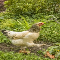 Issaquah, wa. Brahma kokoš u slobodnom dometu koji hoda u vrtu. Poster Print Janet Horton