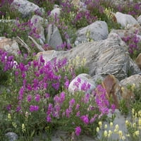 Alsek-Tatshenshini Rock Vrt i cvijeće Don Paulson