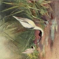 Egipatske ptice 1909, avocet poster Print Charles whymper