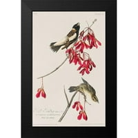 Audubon, John James Crni moderni uokvireni muzej Art Print pod nazivom - Riža Bird