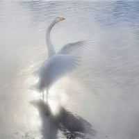 Japan-Hokkaido A Whooper Swan zakriva krila u magli Ellen Goff