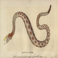 Rattlesnake, Crotalus Cerastis Poster Ispis ® Florilegije Mary Evans