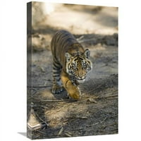 in. Tiger Cub, matični od Asia Art Print - San Diego Zoo
