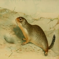 Sjeverna američka fauna Columbian Ground vjeverica za poster Ispis E.E. Thompson
