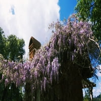 Lila Cvijeće u Vinariji Kuleto imanja, St. Helena, Okrug Napa, Kalifornija, Sjedinjene Američke Države