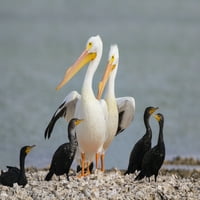 Bijeli pelikani i dvostruki cresterski kormorani na ostrigama. Poster Print Larry Ditto