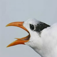 Captiva Royal Tern glava pokazuje jezik Arthur Morris