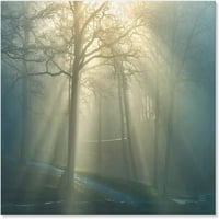 7WallArts - Sunshine kroz plavu šumu Pljoštinu Fotografije Ben Heine magla šumska pukotina priroda Fotografija