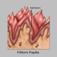 Filiform Papillae, Ilustracija Poster Print by Gwen Shockey Science izvor
