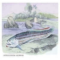 Litografije ribe Gvajane urađene za Sir William Jardine i njegove publikacije prirodoslova. Print poster Robert H. Schumburgk