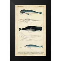Henderson Crni moderni uokvireni muzej umjetnički print pod nazivom - Antikni kitovi i studija dolfina III