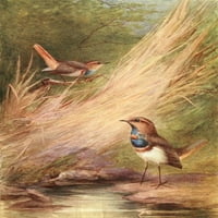 Egipatske ptice 1909, plavo-grlo plakat print charles whymper