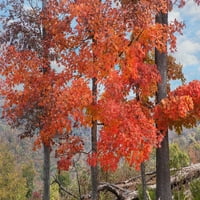 Crveni Maples-Ponca Wilderness-arkansas Tim Fitzharris