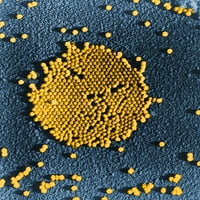 Poliovirus, Tem Poster Print Science izvora