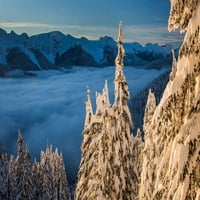 Kanada, Britanska Columbia Callaghan Valley, sniježna stabla na zadnjem svjetloskom posteru Print Yuri Choufour # CN02YCH0004