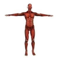Ispis postera za ljudski mišićni sistem