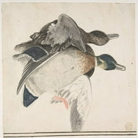 Dva mrtva patka za poster Ispis grofa Giorgio Durante