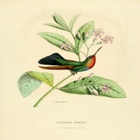 Oiseau Mouches Panterpe Insignis Poster Print L. Bevalet
