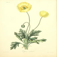 Cvjetne ilustracije sezona Papaver Nudicaule Poster Print Margaret Roscoe