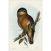Gould, John Black Moderno uokvireni muzej umjetnički print pod nazivom - Rufous Owl-Athene Rufa