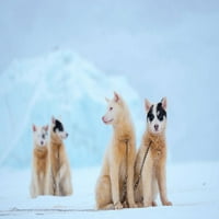 Sled pas tokom zime u Uummannaq-u u Grenlandu Martin Zwick