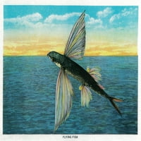 Leteća riba na otoku Catalina