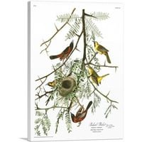Orchard Oriole Canvas Art Print John James Audubon - Veličina: 40 26