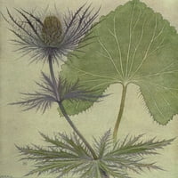 Alpine Flora Eryngium Alpinum Poster Print Philippe Robert
