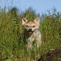 Wolf Pup-Canis Lupus-Captive od Adam Jones