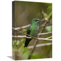 Globalna galerija u. Green-okrugni sjajni Hummingbird ženski, Kostarika Art Print - Steve Getttle