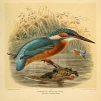 Ptice britanskog ostrva Kingfisher, Zajednički poster Print John G. Keulemans