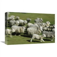 unutra. Domaća ovčarska stada trčanje, novozelandski Art Print - Konrad wothe