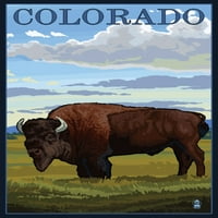 Colorado Buffalo Solo