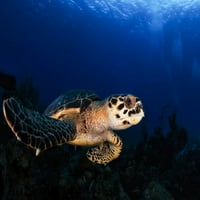 Hawksbill Sea Turtle, ostrvo Malog Caymana. Poster Print by Beth Watson