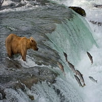 Turisti fotografiraju smeđi medved hvata losos u Brooks-u-katmai Nacionalni park-aljaska-američki poster