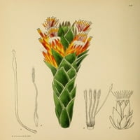 Cvjetne biljke Afrike Mimetis Capitulata Poster Print K.A. Lansdell