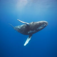 Humpback Whale, Megaptera Novaeangliae, Plivanje Pod vodom, Havaji. Poster Print od Davida Fleethama