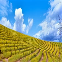 Scenski pogled na vinograd u proljeće, dolinu Napa, Napa županija, Kalifornija, Sjedinjene Američke