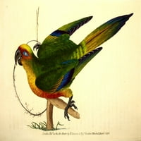 Prirodničko spremište Zlatni krunirani papagaški plakat Print E. Donovan