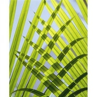 Lišće palma, izbliza print plakata, - veliki