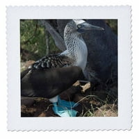 3drose Otoci Ekvador Galapagos plava booby - SA i - Cindy Miller Hopkins - Square Quart, prema