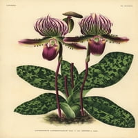 Sir Trevor Lawrence's Copripedium Orchid Poster Print ® Florilegije Mary Evans