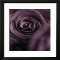 Duboko ljubičasta ruža uokvirena štampa Zidna umjetnost Clive Nichols koja prodaje Art.com