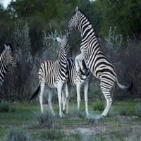 Burchell's Zebra Fighting, Nacionalni park Etosha, Namibia Poster Print David Wall