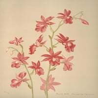 Calanthe Veittoii Poster Print by H.S. Rudar